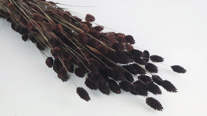 Phalaris getrocknet - 1 Bund - Deep brown