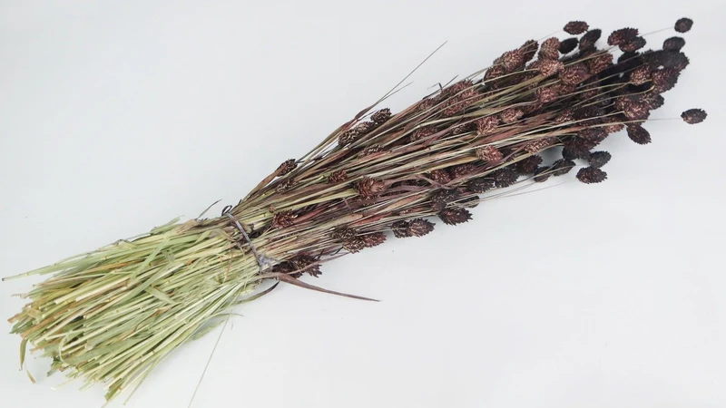 Phalaris getrocknet - 1 Bund - Deep brown