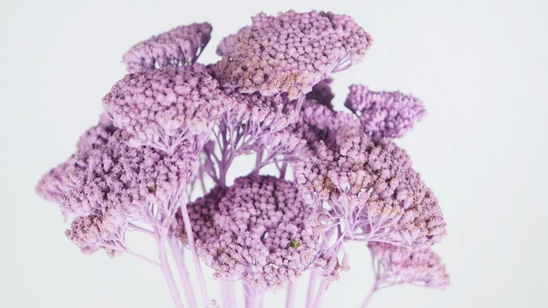 Achillea Parker getrocknet - 1 Bund - Puderlila