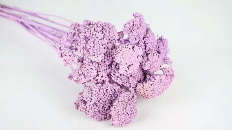 Achillea Parker getrocknet - 1 Bund - Puderlila