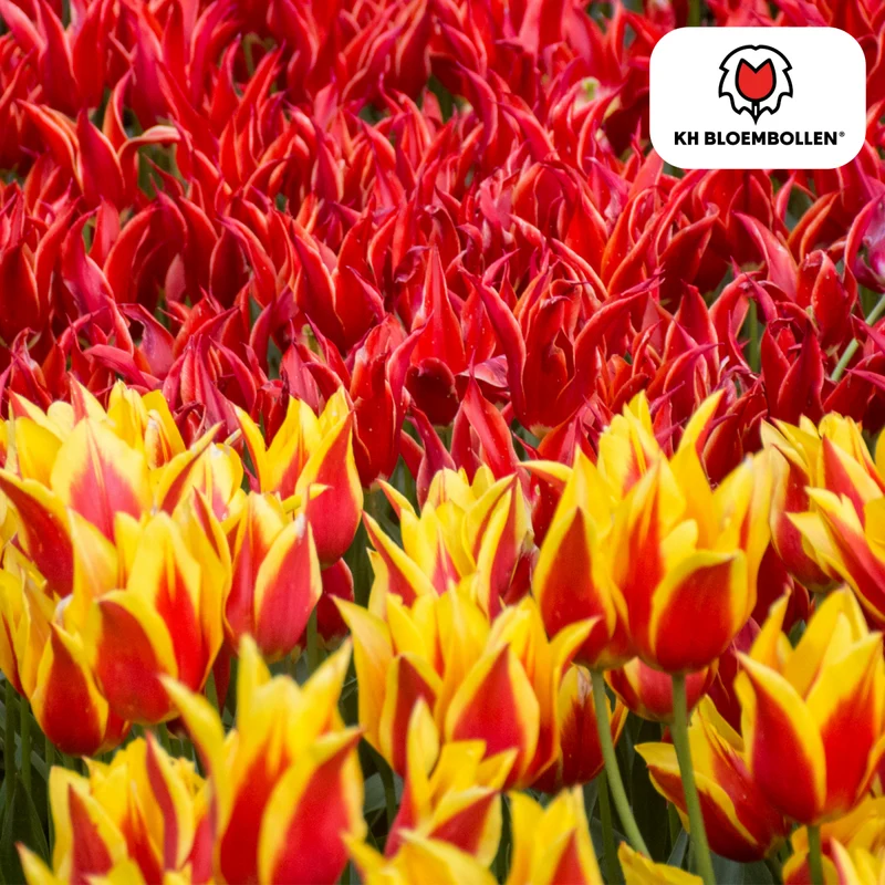 Tulpenzwiebeln Fire Wings – 20er-Pack | Lilienblütige Tulpe