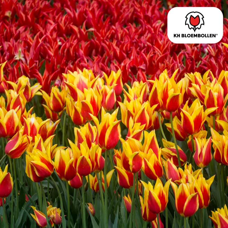 Tulpenzwiebeln Fire Wings – 20er-Pack | Lilienblütige Tulpe
