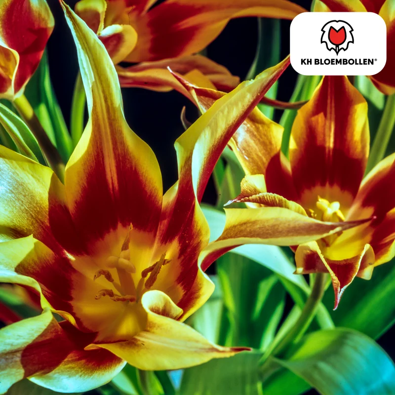 Tulpenzwiebeln Fire Wings – 20er-Pack | Lilienblütige Tulpe