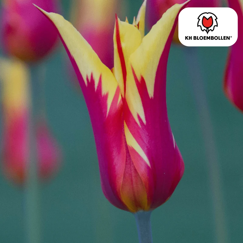 Tulpenzwiebeln Fire Wings – 20er-Pack | Lilienblütige Tulpe