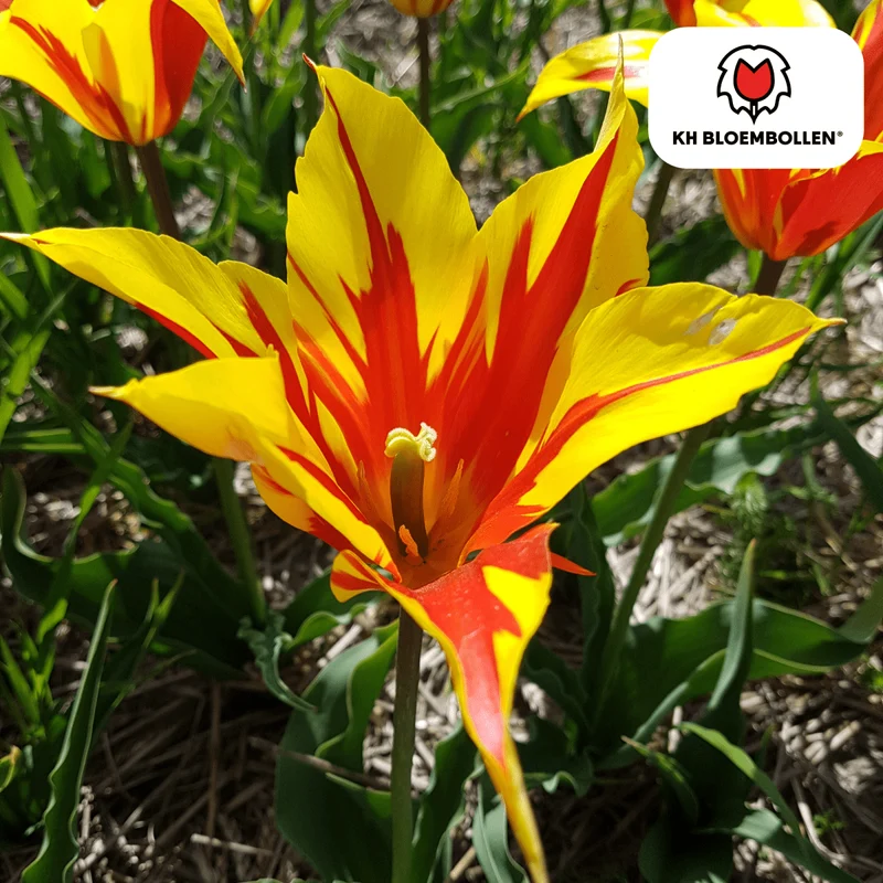 Tulpenzwiebeln Fire Wings – 20er-Pack | Lilienblütige Tulpe