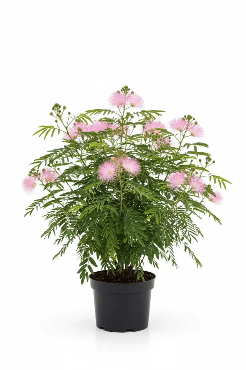 Seidenbaum (Albizia julibrissin 'Ombrella') – Strauch – 40–60 cm