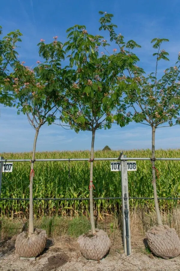 Seidenbaum (Albizia julibrissin 'Ombrella') – Hochstamm – 350–600 cm
