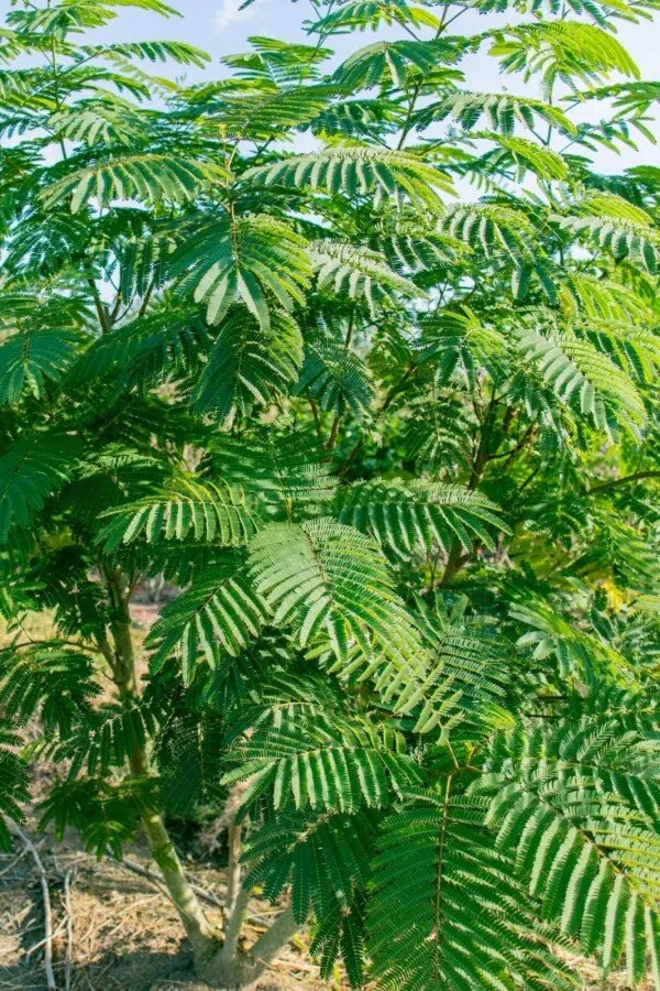 Seidenbaum (Albizia julibrissin) – Strauch – 60–80 cm