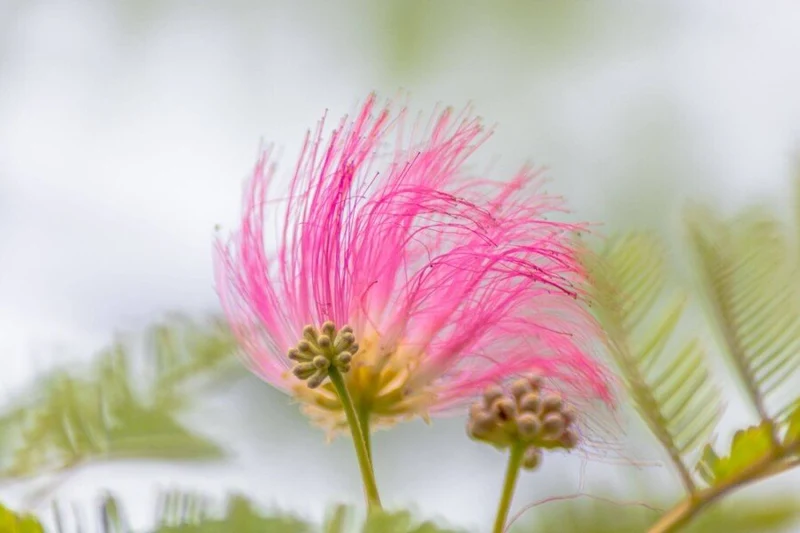 Seidenbaum (Albizia julibrissin) – Strauch – 60–80 cm