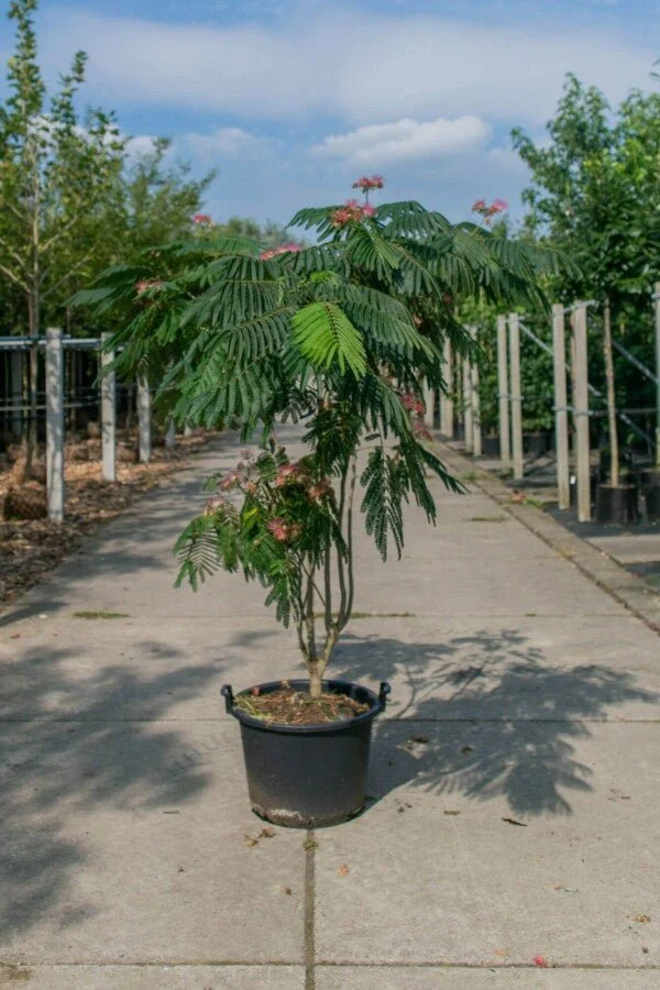 Seidenbaum (Albizia julibrissin 'Ombrella') – Mehrstämmig – 200–300 cm