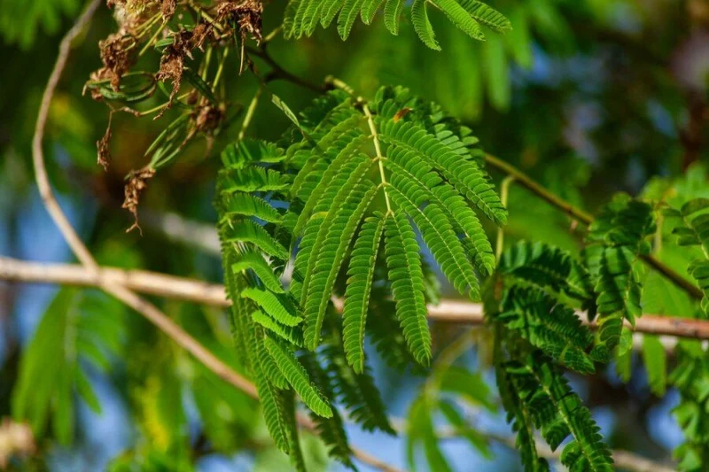 Seidenbaum (Albizia julibrissin 'Ombrella') – Mehrstämmig – 200–300 cm