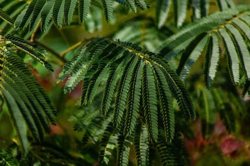 Seidenbaum (Albizia julibrissin 'Ombrella') – Mehrstämmig – 200–300 cm