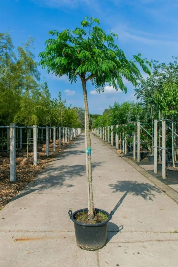 Seidenbaum (Albizia julibrissin) – Hochstamm – 200–600 cm