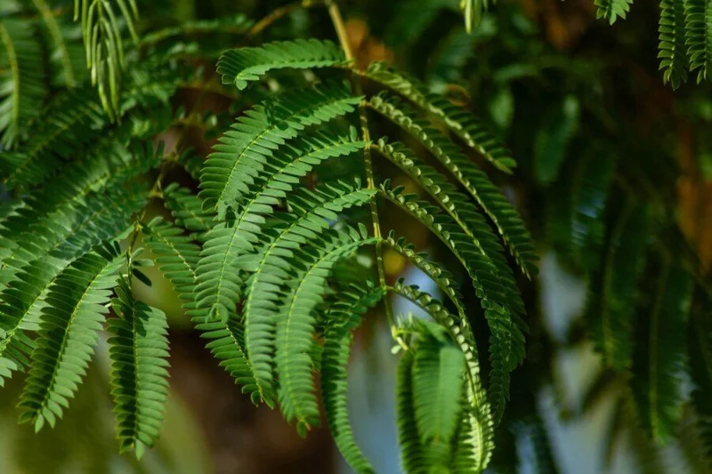 Seidenbaum (Albizia julibrissin) – Hochstamm – 200–600 cm