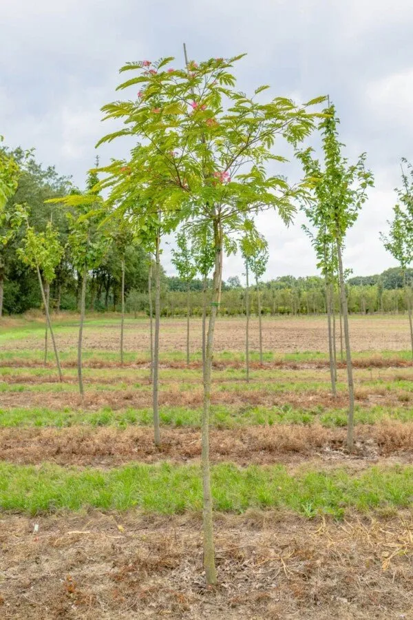 Seidenbaum (Albizia julibrissin) – Hochstamm – 200–600 cm