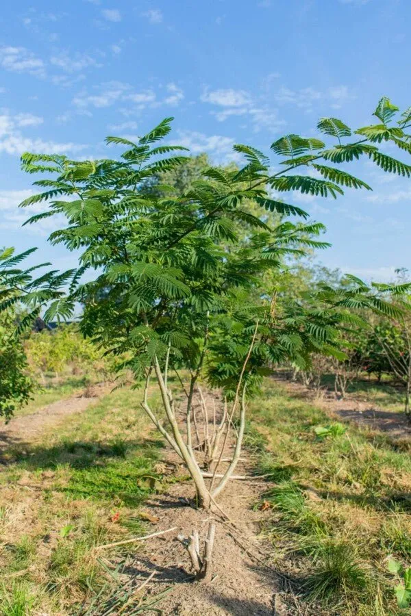Seidenbaum (Albizia julibrissin) – Mehrstämmig – 200–350 cm