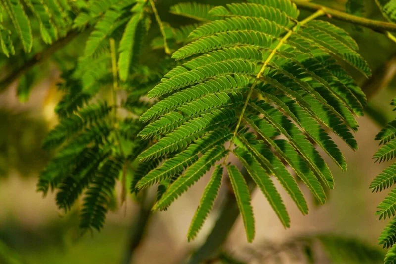 Seidenbaum (Albizia julibrissin) – Mehrstämmig – 200–350 cm