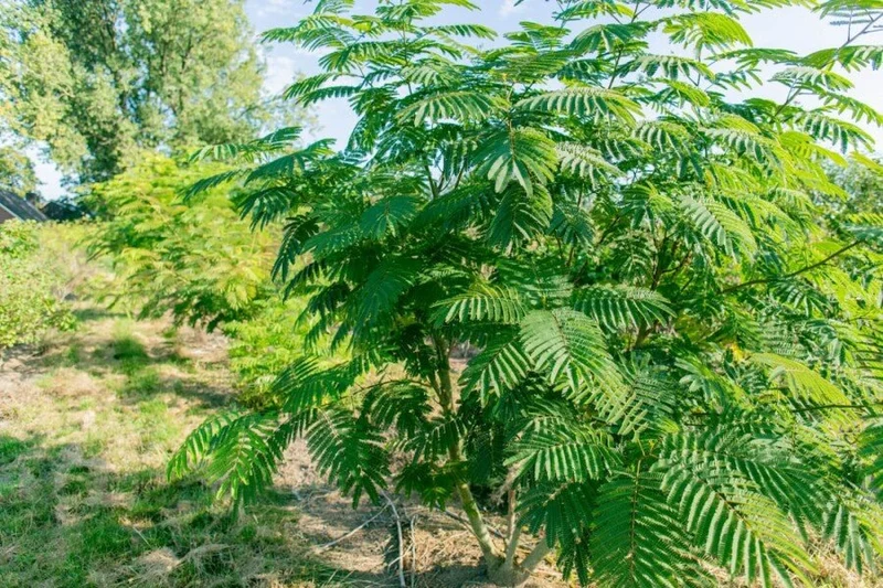 Seidenbaum (Albizia julibrissin) – Mehrstämmig – 200–350 cm