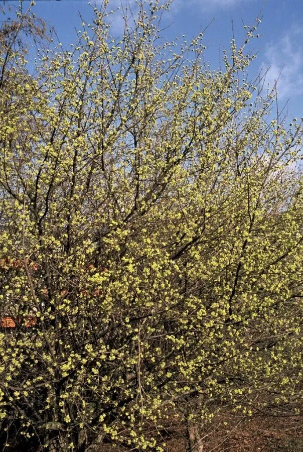 Kornelkirsche (Cornus mas) – Strauch 40–60 cm – 6er-Set für Hecke & Vogelschutz