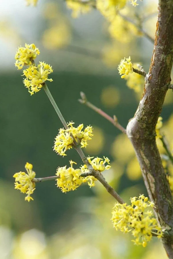 Kornelkirsche (Cornus mas) – Strauch 40–60 cm – 6er-Set für Hecke & Vogelschutz