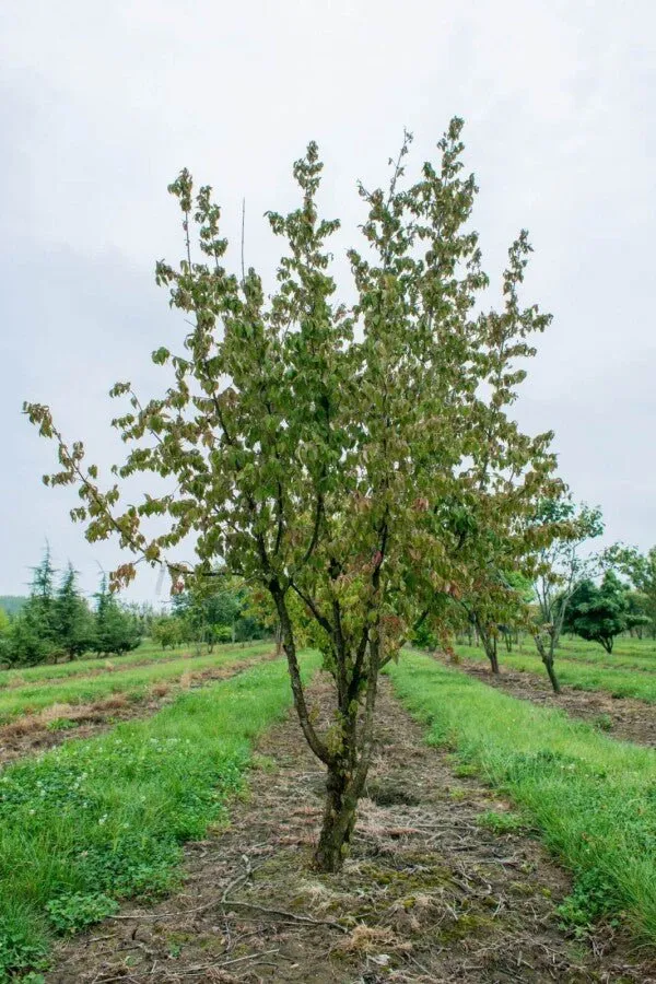 Kornelkirsche (Cornus mas) – Mehrstämmig – 200–450 cm