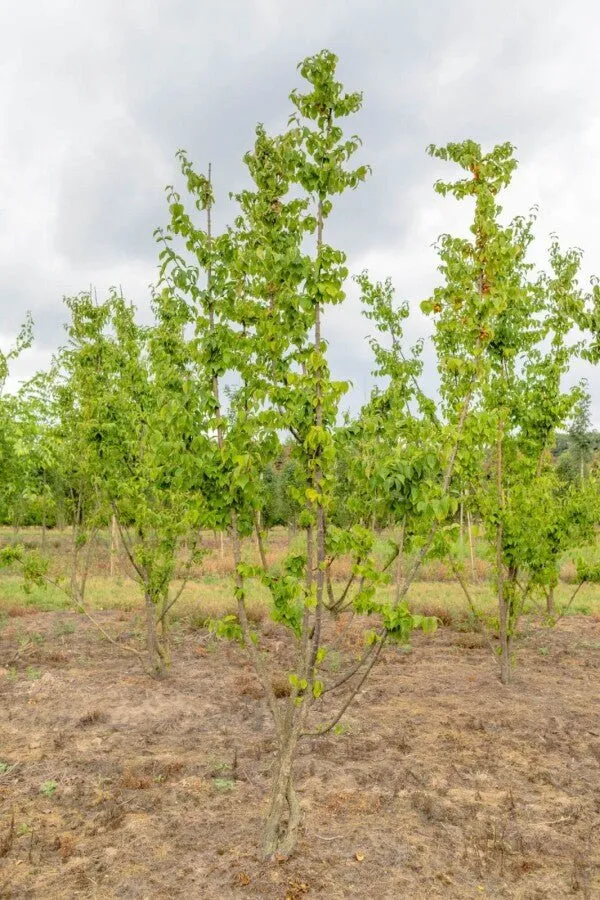 Kornelkirsche (Cornus mas) – Mehrstämmig – 200–450 cm