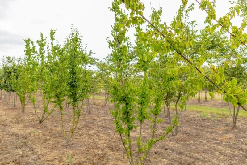 Kornelkirsche (Cornus mas) – Mehrstämmig – 200–450 cm