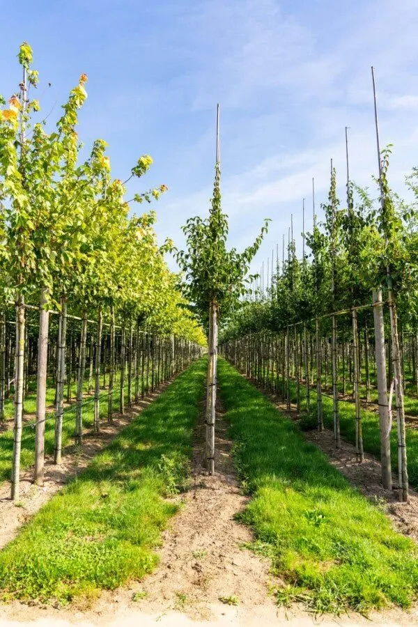 Kornelkirsche (Cornus mas) – Hochstamm – 200–450 cm