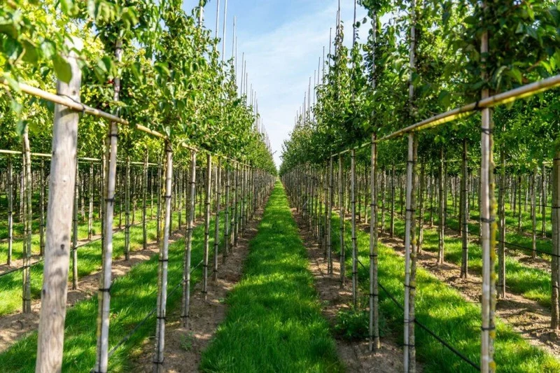 Kornelkirsche (Cornus mas) – Hochstamm – 200–450 cm