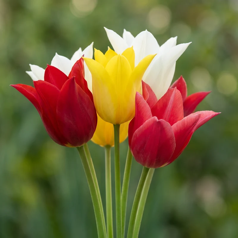 Tulpenzwiebeln