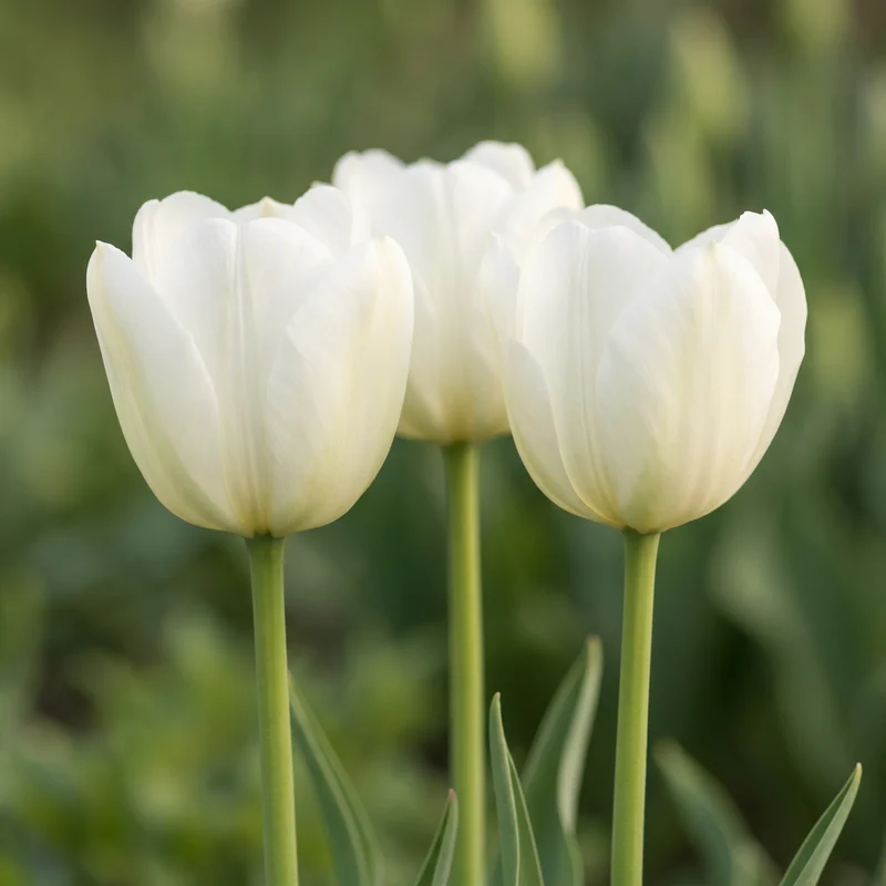 Tulpenzwiebeln