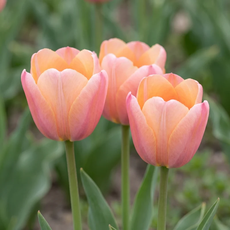 Tulpenzwiebeln