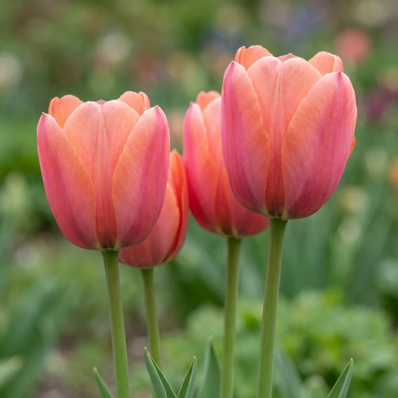 Tulpenzwiebeln