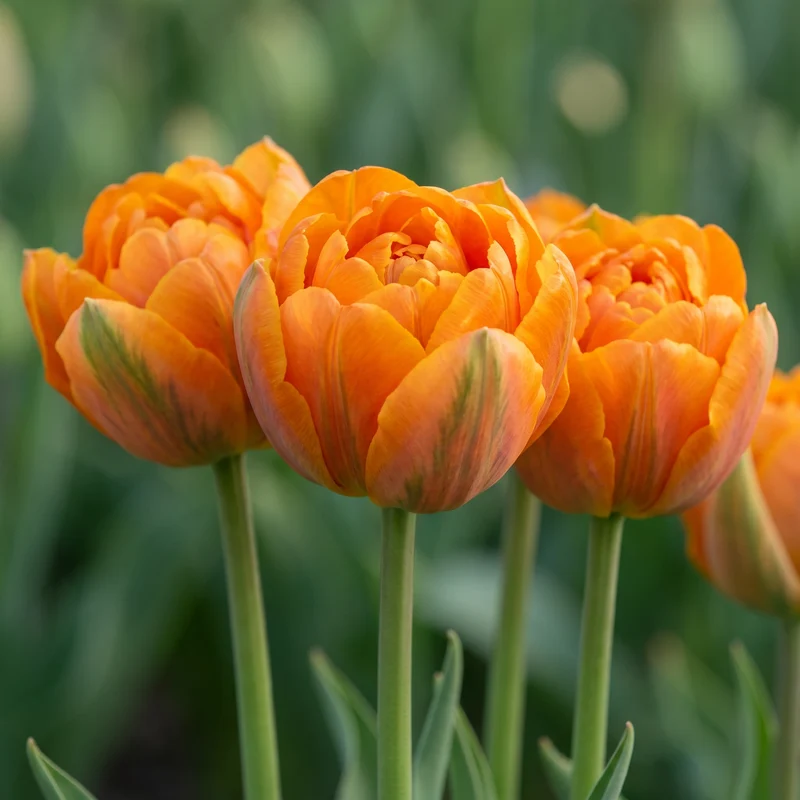 Tulpenzwiebeln