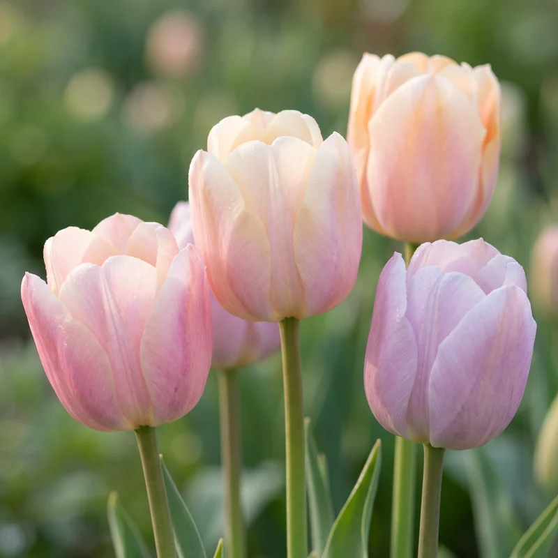 Tulpenzwiebeln