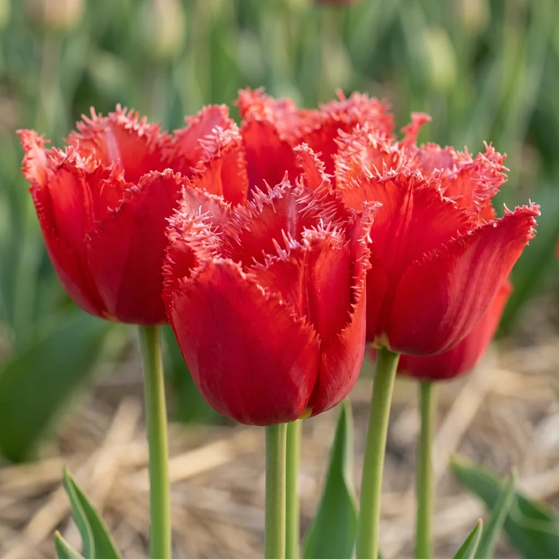 Tulpenzwiebeln