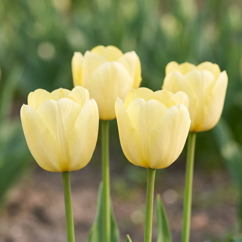 Tulpenzwiebeln