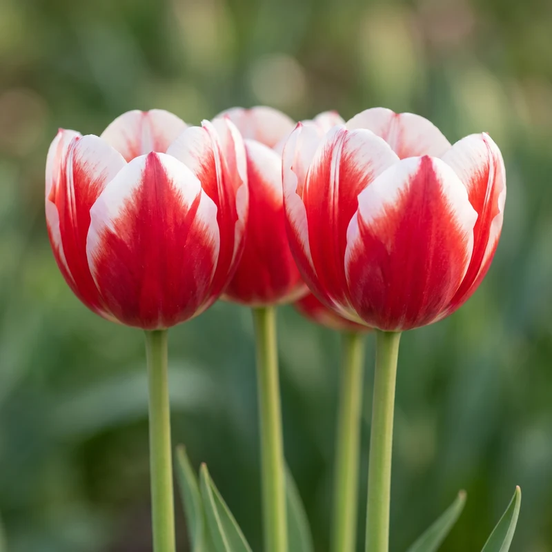 Tulpenzwiebeln