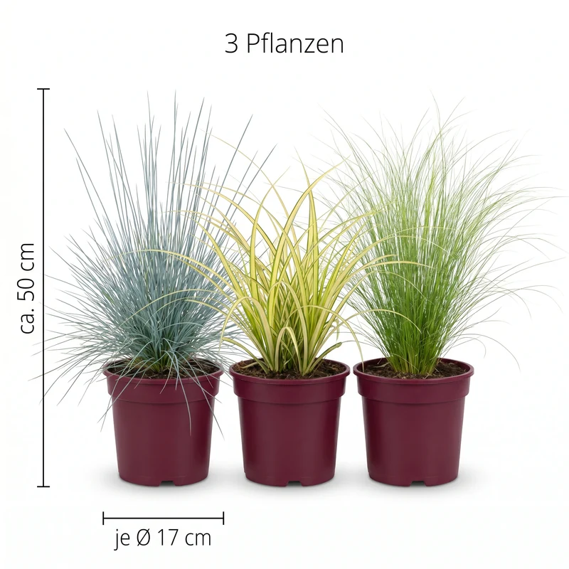 Ziergräser-Trio