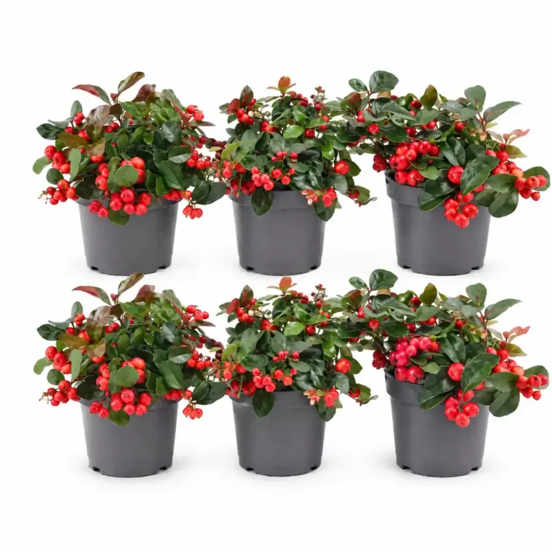 Scheinbeere 'Big Berry'