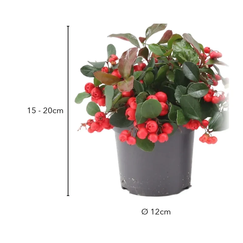 Scheinbeere 'Big Berry'