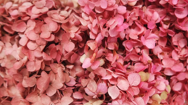 Konservierte Hortensie Anna - 1 Bund - Rosa rot