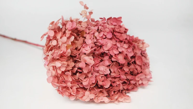 Konservierte Hortensie Anna - 1 Bund - Rosa rot