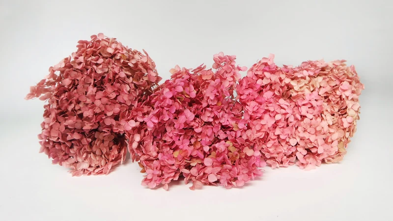 Konservierte Hortensie Anna - 1 Bund - Rosa rot