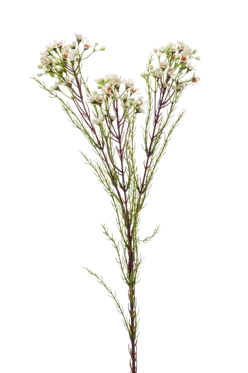 Wachsblume künstlich 78 cm - 1 Stiel - Creme