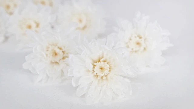 Chrysantheme small Kotonegiku konserviert Earth Matters - 9 Köpfe - White 010