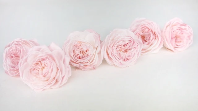 Englische Rosen konserviert Elena Earth Matters - 6 Köpfe - Chiffon pink 100