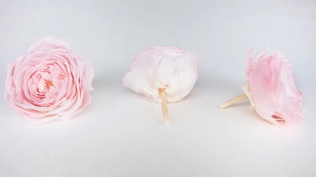 Englische Rosen konserviert Elena Earth Matters - 6 Köpfe - Chiffon pink 100
