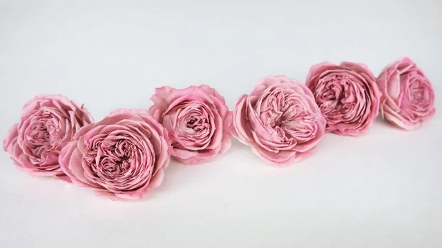 Englische Rosen konserviert Elena Earth Matters - 6 Köpfe - Opera mauve 190