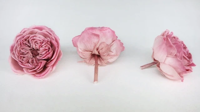Englische Rosen konserviert Elena Earth Matters - 6 Köpfe - Opera mauve 190